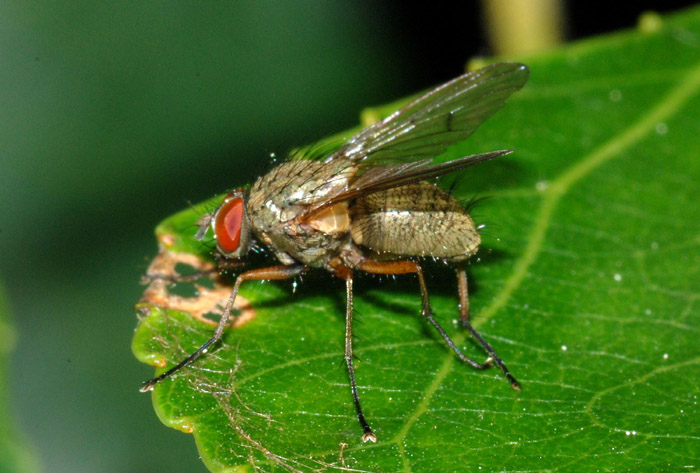 Helina cf.impuncta